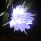 Giấ