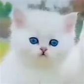 Sòng