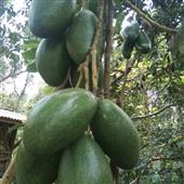 Trự