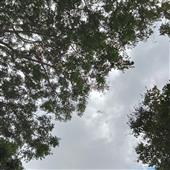 Kho 