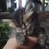 Kèo
