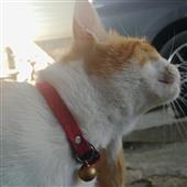 Robi
