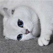 Thi 
