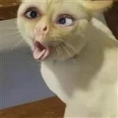 Sòn