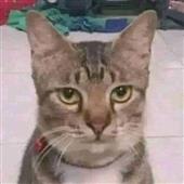 Các