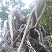 Nữ h