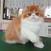 Giải