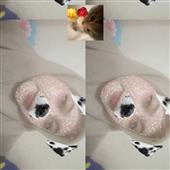 Cung
