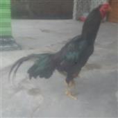 Vàn