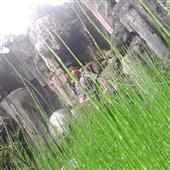 DISC