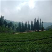 Giải