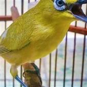 Tin