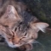 Is 