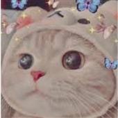 Mèo
