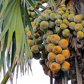 Điểm