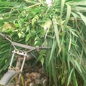 VỪN