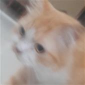 Mẹo 