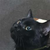Sô 