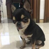 Chú 