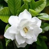Chụp