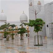 Soi