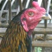Phù 