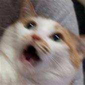 Ngư