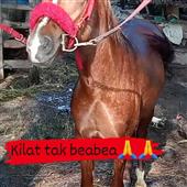 Vật 