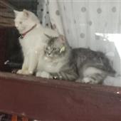 Câu