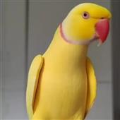 Sug