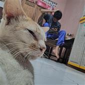 Đầu