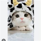 Vàng