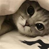 Cas