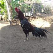 Tự 