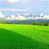 Ứng