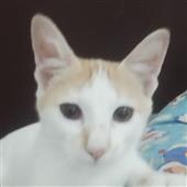 Bữa