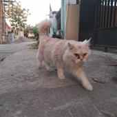 Quá