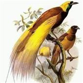 Câu