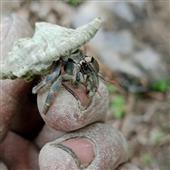 Luật