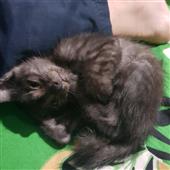 Kèo