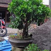 Thảm