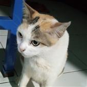 siê