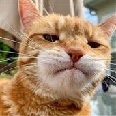 Chú 