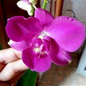 Trự