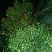 Tiệ