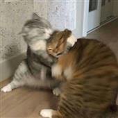 Soi 