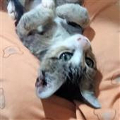 Đề x