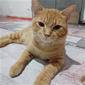 tín