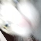 Trò 
