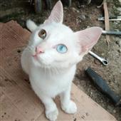 Sự 